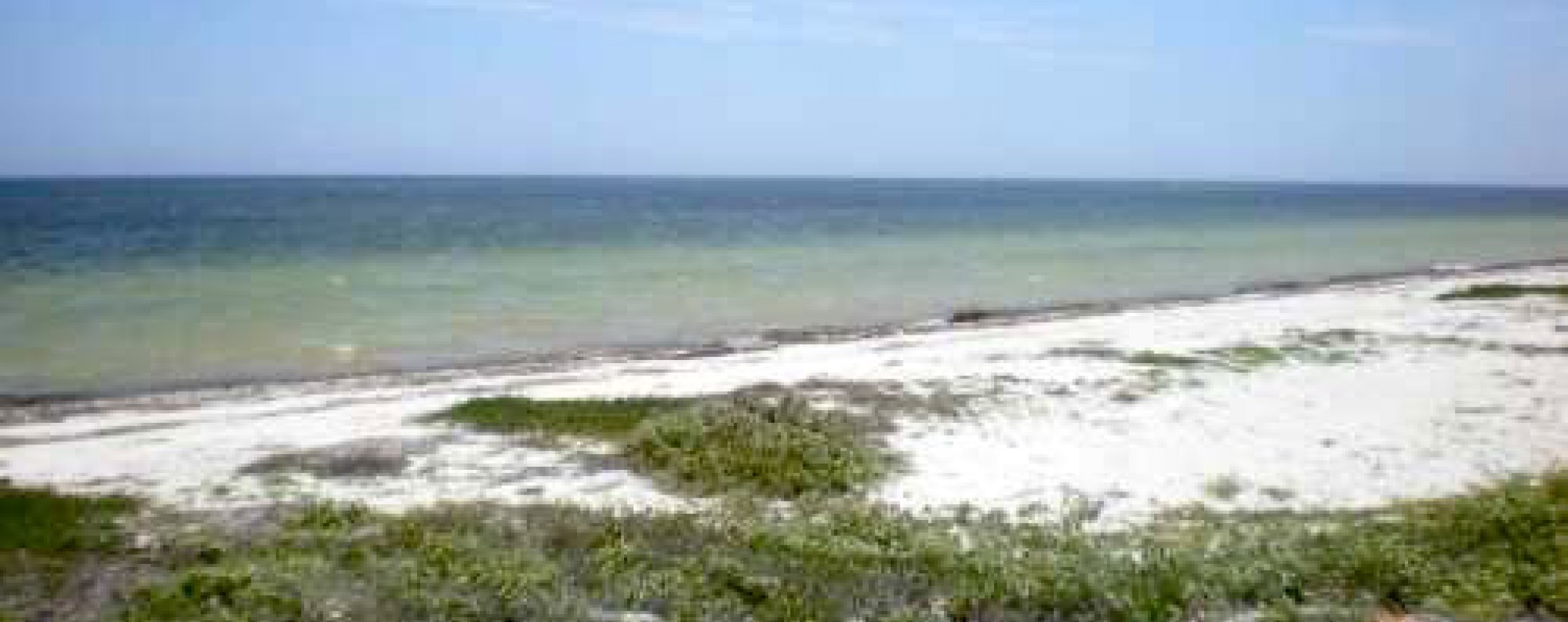33 METERS OF BEACH FRONT IN CHABIHAU YUCATAN COAST Yucatan Real